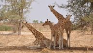 Šestoro francuskih turista ubijeno u Nigeru dok su obilazili poslednje stanište žirafa