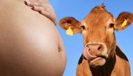 U TV prilogu poređenje medicinskog zahvata na kravi i na ženi: Pokrenut postupak kontrole REM-a