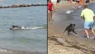 Svi krenuli da hvataju tutanj: Divlja svinja izronila iz mora, pa krenula da juri kupače po plaži