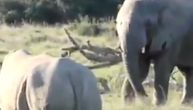 Sudar divova: Pogledajte kakvu foru slon je prodao nosorogu da bi izbegao tuču