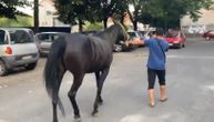 Odbegli konj luta Beogradom: Felza se otrgao se vlasniku i pobegao