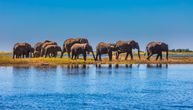 Neverovatan prizor: Prošetajte sa slonovima po delti reke Okavango