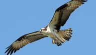 Pojavila se retka, iščezla, vrsta orla na lokalitetu Komonj: Raspon krila mu je više od metar i po