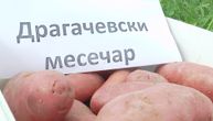 Čudo neviđeno: Krompir u Guči se ne vadi iz zemlje već se bere sa grane
