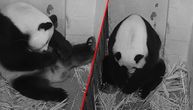 Rodila se džinovska panda: Na rođenju ipak nije tako velika