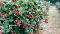 Majka priroda zbunila voće u Topoli: Nakon jabuka, usred leta procvetale i kupine