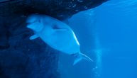 Ženka Beluga kita rodila bebu u akvarijumu, radnici oduševljeno gledali dolazak novog života