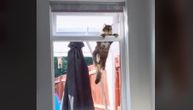 Mačka radila zgibove na prozoru i provalila ženi u stan: "Toliko muke, a ni ne živi ovde"