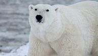 Snimak koji kida srce: Izgledneli polarni medved na Arktiku moli ljude za pomoć