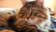 "Frenki se vratio iz mrtvih": Kremirali mačku, ona se posle par dana pojavila na vratima