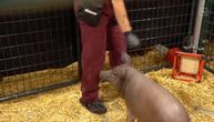Ilon Mask predstavio svinju sa čipom u glavi: Pomaže pri lečenju Alchajmera, demencije, depresije...