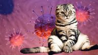 Ceo svet je upro pogled u mačke: Evo kako nam one mogu pomoći da konačno pobedimo korona virus