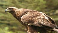 U Srbiji ima 60 parova surih orlova: Svake godine pljačkaju im gnezda, ptice preprodaju ili ubijaju
