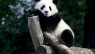 Panda pobegla iz kaveza, i počela da ujeda čuvare u zoo-vrtu: Jednog teško povredila