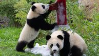 Preslatke fotografije sa 1. rođendana: Mladunci pande zasladili se sladoled tortom