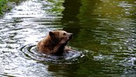 Mama medved preplivala jezero sa tri mladunca na leđima: Snimak koji će vam razvući osmeh na lice