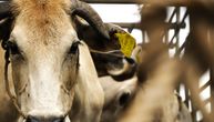 Antraks potvrđen u Hrvatskoj: Uginulo više od 100 goveda, četiri osobe u bolnici