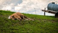 Žica se otkačila sa dalekovoda i ubila kravu na jugu Srbije: "Život ljudi je svakog dana ugrožen"
