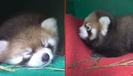 Preslatko: Zoo vrt prikuplja novac da napravi crvenoj pandi babine za pamćenje