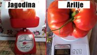 U čijoj bašti u Srbiji raste najveći paradajz? Ovo su vaše fotografije koje govore više od reči