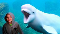Nežni džin od pet metara:  Beluga kit zabavlja posetioce u akvarijumu