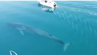 Kit sa Jadrana ima drugara: Istraživači našli još jednu "grdosiju" od oko 15 metara u Hrvatskoj