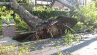 A 15-meter tree falls onto a taxi in Belgrade: The car was moving, traffic got suspended