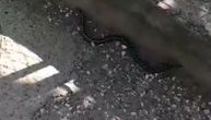 Snimljena zmija u dvorištu škole u Pazaru: Učenici je primetili, direktor kaže da ih nikad nije bilo