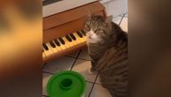 Mačka svira klavir da bi dobila hranu, uskoro stiže novi singl: Kad je gladna, spremna je na sve
