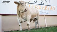Slaviši ukrali bika od 400 kilograma: Lopovi zaklali životinju, na livadi ostavili samo iznutrice
