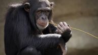 Zanimljivo otkriće: Šimpanze za komunikaciju ne koriste jezik, već nešto mnogo kompleksnije