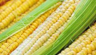 Kina odobrila uvoz dve vrste GMO kukuruza, ali će ga koristiti samo na ovaj način