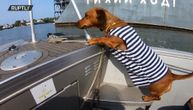 Strašni baltički morski pas: Pogledajte kako ova jazavičarka upravlja brodom