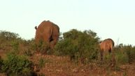 Dalje šape od mog deteta: Mama nosorog odbranila bebu od napada lava