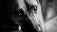 Zversko iživljavanje u Vinkovcima: Pronađen obešen pas sa odsečenim repom i šapom oguljenom do kosti