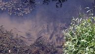 Iz rečnih voda Srbije nestale dve vrste jesetri: Čovek je najveća pretnja ribljem biodiverzitetu