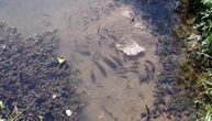 Rastu sumnje da je riba u Belici otrovana: Ljudi u Jagodini kažu da se širi neprijatan miris