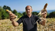 Divlje svinje opet haraju zapadnom Srbijom: Teraju ih i strujom, ali one uništavaju sve pred sobom