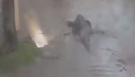 Okruženi su vodom, aligatorima i otrovnim zmijama: Amerikanka posle uragana kroz prozor snimila ovo
