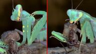 Insekt tananog i neobičnog izgleda, nemilosrdno proždire plen: Bogomoljka jede pauka kao šnenoklu
