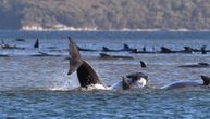 Pretužan prizor na obali Tasmanije: Nasukani kitovi umiru jedan za drugim
