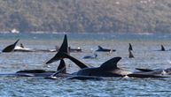 Više od 200 kitova nasukalo se na obalu Tasmanije, uginulo 25: Spasioci se trude da spasu što više