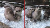 Radnici zoo vrta odlučili da iznenade malene vidre tokom paklenih vrućina