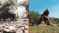 Sva snaga komodo zmajeva u jednom snimku: Pogledajte zašto je najveći svetski gušter prava zver