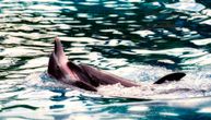 Nasukao se delfin u blizini hrvatskog primorja: Kravario je, spasli ga ribari