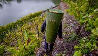 Pogledajte neverovatnu berbu grožđa: Najstrmiji vinograd u Evropi, nagib 70 metara i žičara