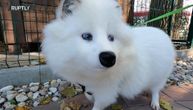 Bela pufna kao da je pobegla iz crtaća: Japanski albino rakun-pas je nešto najslađe što ćete videti