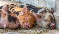 Nemačka detektovala 37 slučajeva svinjskog gripa kod divljih životinja, nije kuga