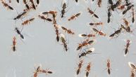 Beograđane opsedaju leteći mravi, ako vidite samo jednog, to je loš znak: Evo kako da ih se rešite