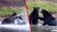 Pogledajte i poslušajte sagu kraj potoka: Medvedi se pobili oko ostataka losa